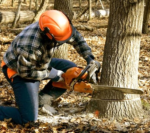Tree Removal in Jarreau, LA